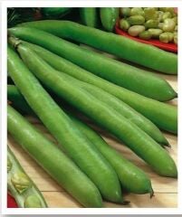 Yerli Doğal Bakla 30 Adet Tohum