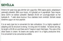 Yerli Doğal Bakla 30 Adet Tohum