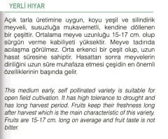 Doğal Salatalık Yerli Hiyar Tohumu 100 Adet Tohum