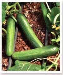 Doğal Salatalık Yerli Hiyar Tohumu 100 Adet Tohum