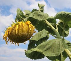 Meşhur Yerli Doğal inegöl Alası Çerezlik Ayçekirdeği Çekirdek Tohumu 40 Adet Tohum