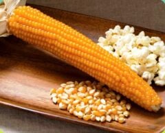Patlak Mısır Popcorn Cin Mısır Tohumu 50 Adet Tohum