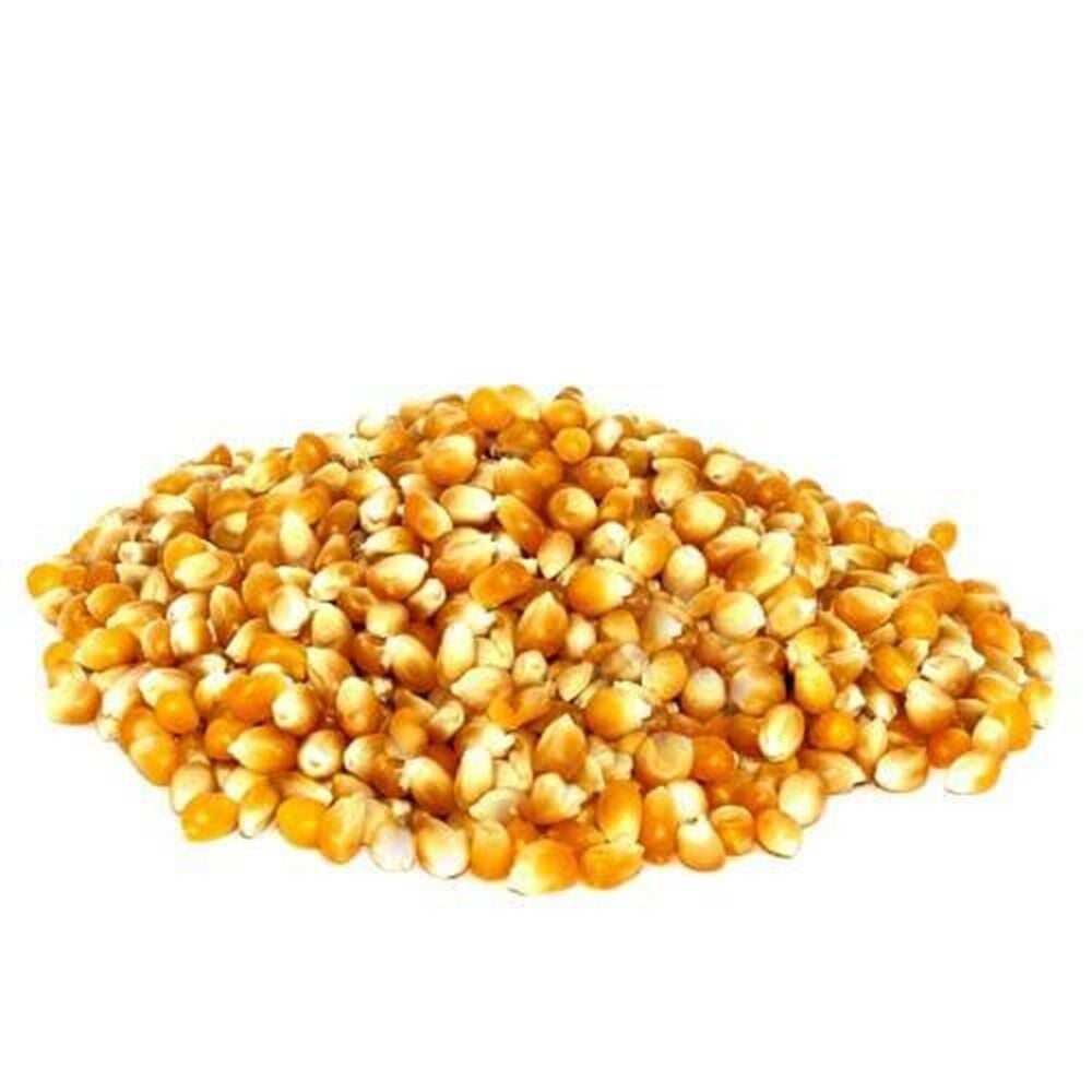 Patlak Mısır Popcorn Cin Mısır Tohumu 50 Adet Tohum