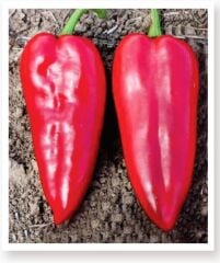 Yerli Doğal  Tatlı Yağlık Kapya Biber 100 Adet Tohum