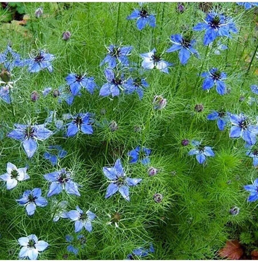 Yerli Doğal Çörekotu Çiçeği Tohumu 100 Adet Tohum