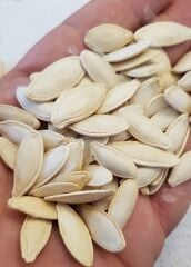 Yerli Doğal Çerezlik Kabak Çekirdeği Ürgüp Hanım Tırnağı 20 Adet Tohum