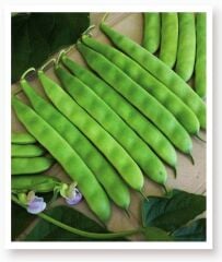 Yerli Doğal 40 Gün Doğal Fasulye 50 Adet Tohum