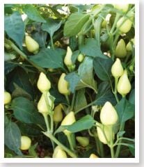 Yerli Doğal Acı Badem Biberi 100 Adet Tohum