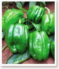 Yerli Doğal Acı Dolma Biber Antep 100 Adet Tohum