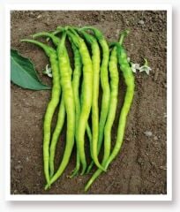 Yerli Doğal Acı Kıl Sivri Biber 100 Adet Tohum