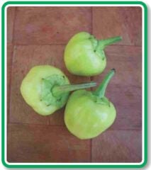 Yerli Doğal Acı Misket Biber 100 Adet Tohum