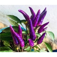 Yerli Doğal Acı Mor Cin Biberi 100 Adet Tohum