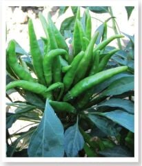 Yerli Doğal Acı Süs Biberi 100 Adet Tohum