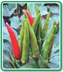Yerli Doğal Acı Süslü Biber 100 Adet Tohum