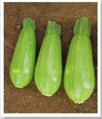 Yerli Doğal Ampul Kabak 20 Adet Tohum