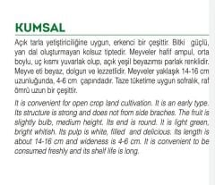 Yerli Doğal Ampul Kabak 20 Adet Tohum