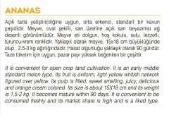 Yerli Doğal Ananas Kavunu Tohumu 100 Adet Tohum