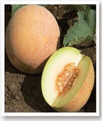 Yerli Doğal Ananas Kavunu Tohumu 100 Adet Tohum