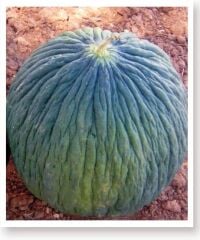 Yerli Doğal Ankara Kavunu Hasanbey Tohumu 100 Adet Tohum