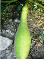 Yerli Doğal Antep Kabak Haylan Heyelan 20 Adet Tohum