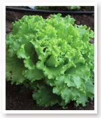 Yerli Doğal Arapsaçı Kışlık Marul Tohumu 1000 Adet Tohum