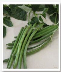 Yerli Doğal Börülce 50 Adet Tohum