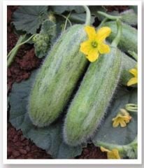 Yerli Doğal Badem Acur 100 Adet Tohum