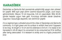 Yerli Doğal Badem Acur 100 Adet Tohum