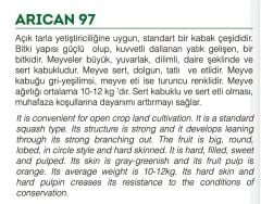 Yerli Doğal Balkabağı 10 Adet Tohum