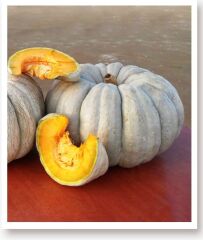 Yerli Doğal Balkabağı 10 Adet Tohum