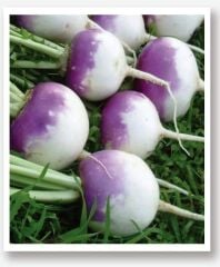 Yerli Doğal Beyaz Şalgam Turp Tohumu 500 Adet Tohum