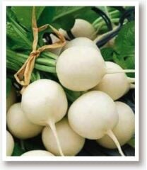 Yerli Doğal Beyaz Turp Tohumu 500 Adet Tohum