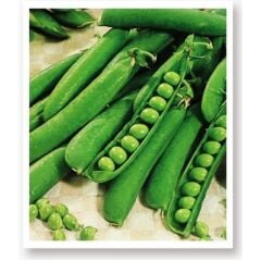 Yerli Doğal Bezelye 50 Adet Tohum