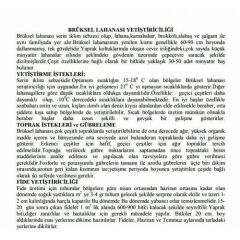 Yerli Doğal Brüksel Lahanası 180 Adet Tohum