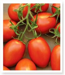 Yerli Doğal Bursa Domatesi 100 Adet Tohum