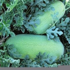 Yerli Doğal Charleston Gray Karpuz Tohumu 20 Adet Tohum
