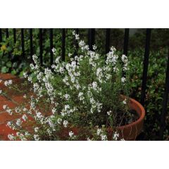 Yerli Doğal Dağ Kekiği Kekik Tohumu 1000 Adet Tohum