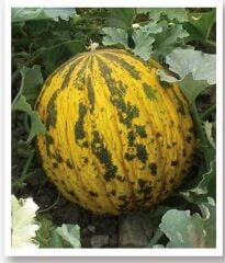 Yerli Doğal Dalaman Kavunu Tohumu 100 Adet Tohum