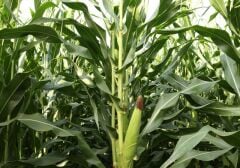 Yerli Doğal Danelik Mısır 50 Adet Tohum