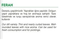 Yerli Doğal Dereotu 1000 Adet Tohum