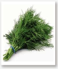 Yerli Doğal Dereotu 1000 Adet Tohum