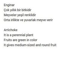 Yerli Doğal Enginar Tohumu 20 Adet Tohum