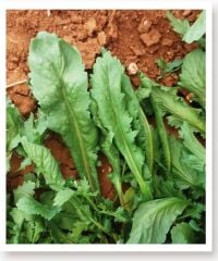 Yerli Doğal Enli Tere Tohumu 1000 Adet Tohum