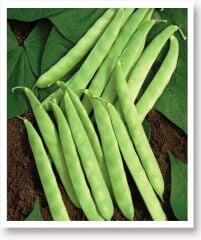 Yerli Doğal Fasulye Sultan 50 Adet Tohum