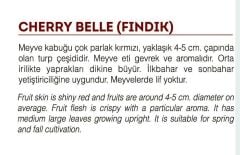 Yerli Doğal Fındık Turp Tohumu 500 Adet Tohum