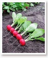 Yerli Doğal Fındık Turp Tohumu 500 Adet Tohum