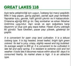 Yerli Doğal Göbek Marul Iceberg Tohumu 1000 Adet Tohum