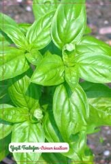 Yerli Doğal Geniş Yaprak Yeşil Reyhan Fesleğen Tohumu 1000 Adet Tohum