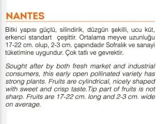 Yerli Doğal Havuç Tohumu 1000 Adet Tohum