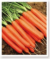Yerli Doğal Havuç Tohumu 1000 Adet Tohum